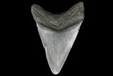 Bargain, Fossil Megalodon Tooth - South Carolina #130705-1